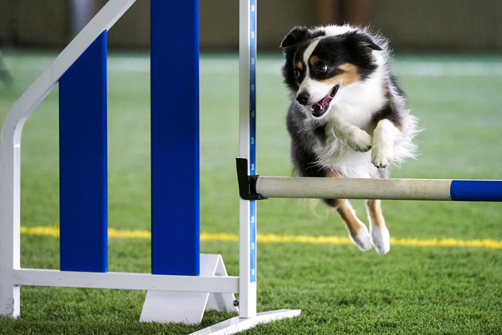 犬のしつけ初心者からアジリティ競技レッスン対応のドッグスタートレーニングスクール