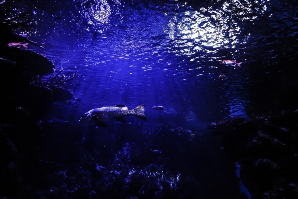 深海からやってきた不思議な生き物たち！沼津港深海水族館シーラカンスミュージアム