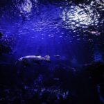 深海からやってきた不思議な生き物たち！沼津港深海水族館シーラカンスミュージアム