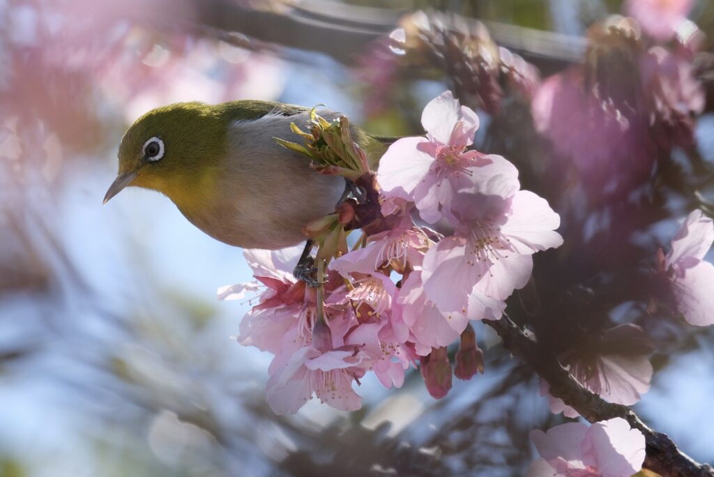 花や鳥・動物の美しさが融合する富士宮市「富士花鳥園」の魅力を紹介
