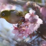 花や鳥・動物の美しさが融合する富士宮市「富士花鳥園」の魅力を紹介
