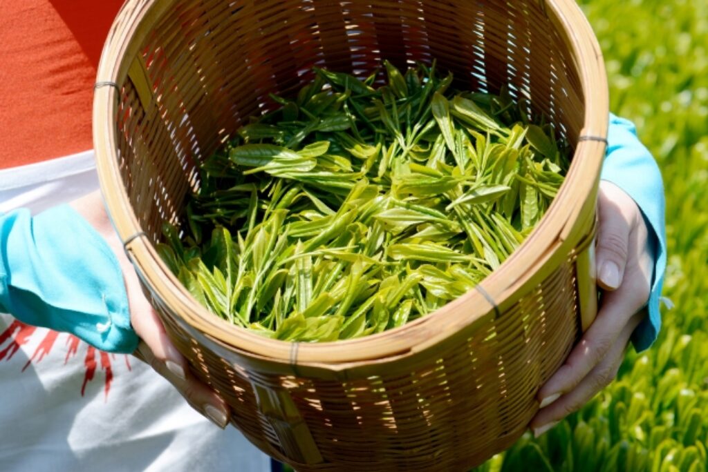 グリンピア牧之原の茶摘みと工場見学で日本茶の魅力を深掘りできる贅沢な体験