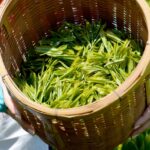 グリンピア牧之原の茶摘みと工場見学で日本茶の魅力を深掘りできる贅沢な体験