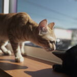 心をつなぐ浜松市の「保護猫カフェ 暖猫」で学ぶ猫との暮らし