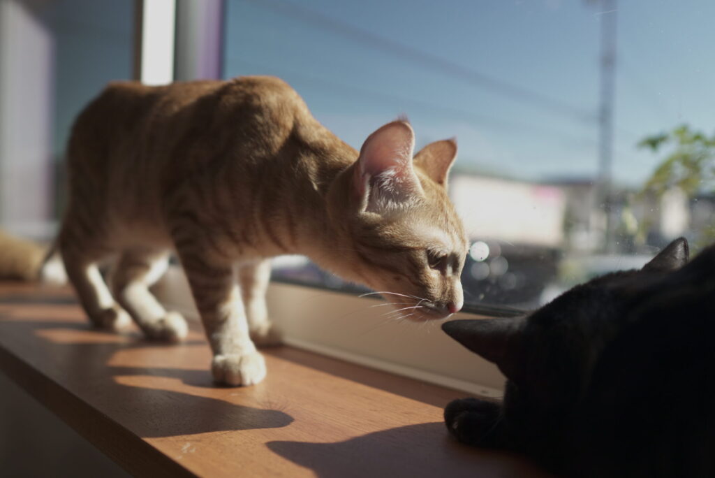 心をつなぐ浜松市の「保護猫カフェ 暖猫」で学ぶ猫との暮らし