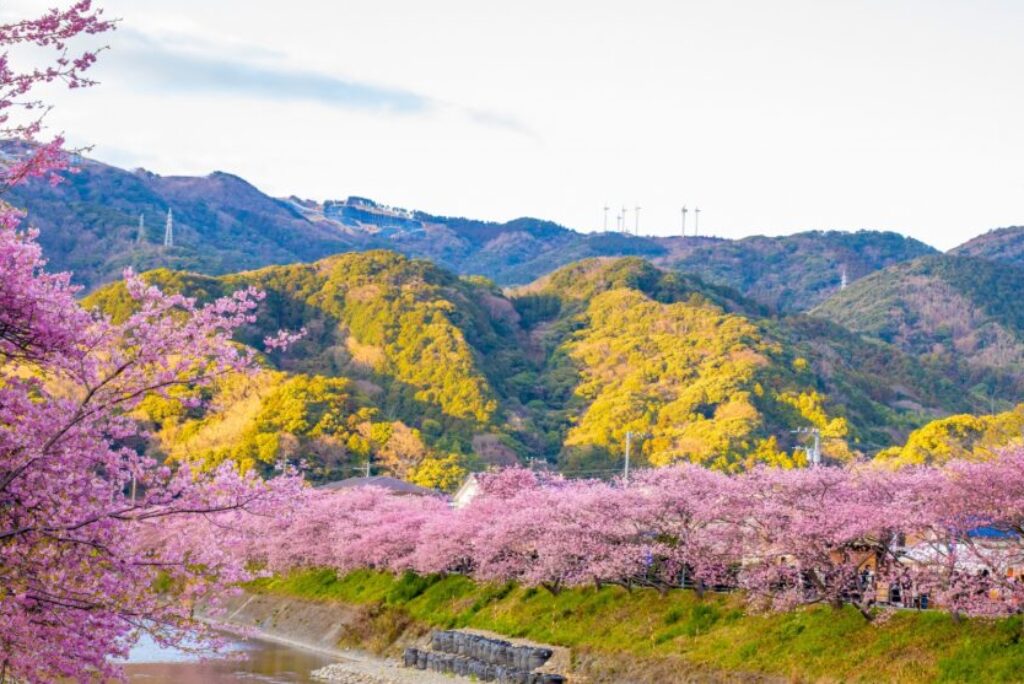 静岡の春を彩る早春の「河津桜まつり」2024の魅力と見どころを紹介